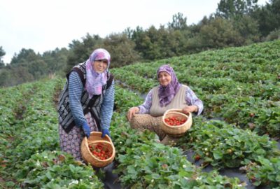 Çilek çiftçinin umudu oldu