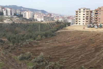 Kesilen zeytin ağaçları tepkiye neden oldu