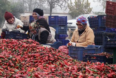 Hollanda`ya 190 ton salça gönderildi