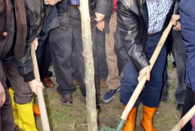 180 ağaç için 200 çınar ağacı dikildi