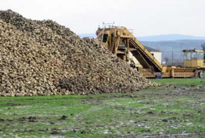 Pancar üreticisine `nem` darbesi