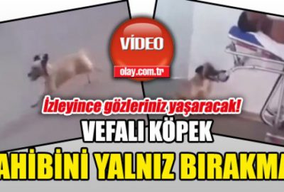 Sahibini yalnız bırakmadı!