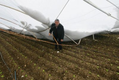 Seralarda büyük zarar!