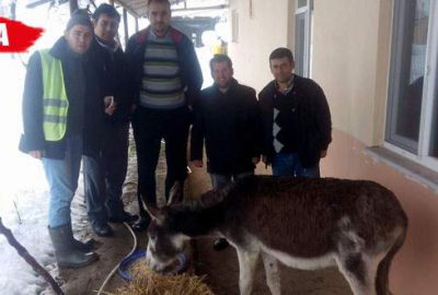 Karda perişan olan eşeğe sahip çıktılar