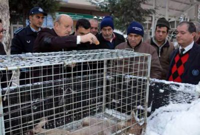 Aç kalan kurtlar mahalleye indi