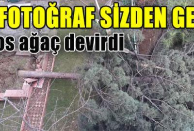 Lodos ağacı yerinden söktü