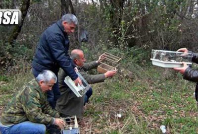 Kuş pazarında satılan 77 adet kuşa el konuldu