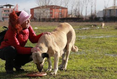 Büyükşehir Belediyesi, sokak hayvanlarını unutmadı