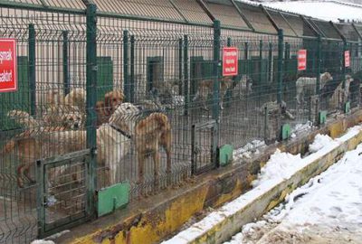 Sokak hayvanları sahipsiz kalmadı