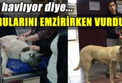 Yavrularını emzirirken vurdular!