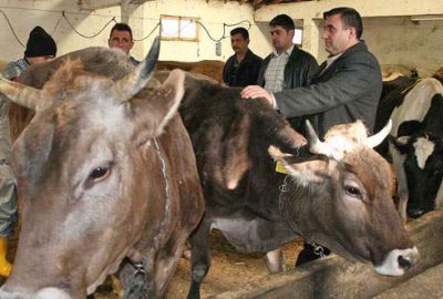 Buzağıları kaydettirin