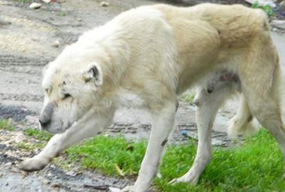 Gözleri görmeyen köpek koruma altında