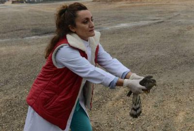 Yaralı atmaca Nilüfer’de hayat buldu