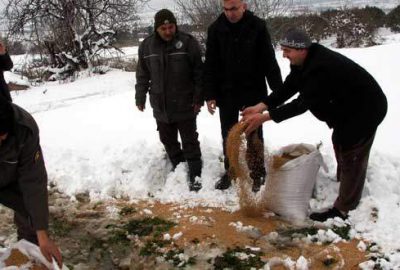 Karda aç kalan hayvanlara 2 ton yem bırakıldı