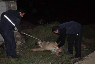 Köpeğe çarptı ve arkasına bile bakmadan kaçtı!