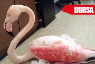 Flamingoyu tüfekle bacaklarından vurdular