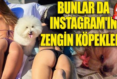 Bunlar da Instagram’ın zengin köpekleri!