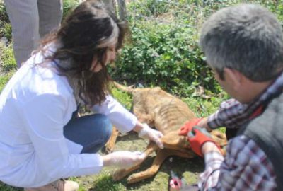 Köpek katliamına tepki