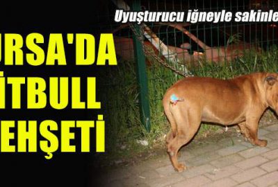 Bursa’da pitbull dehşeti!