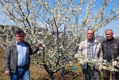 Bursa’da çiçek açan meyve ağaçlarını don vurdu