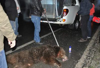 Aç kalıp otoyola inen ayıya TIR çarptı!