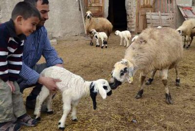 Bu kuzu görenleri hayrete düşürüyor!