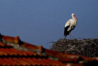 Bursa’da leyleklerin aşk oyunu böyle görüntülendi