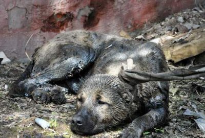 O köpekler kurtarıldı!