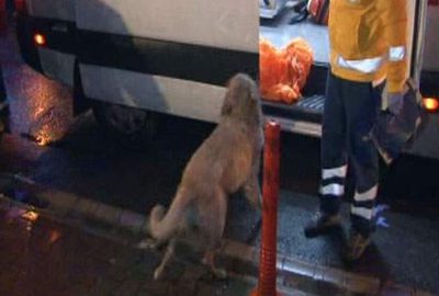 Köpeğin göz yaşartan vefası