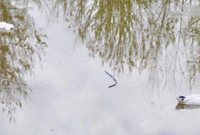 Kültürparkın ördekleri köpeklere yem oldu