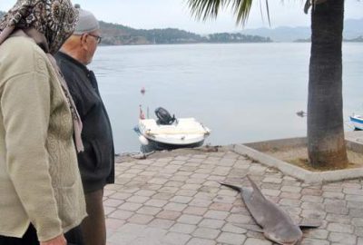 Ağa köpek balığı takıldı