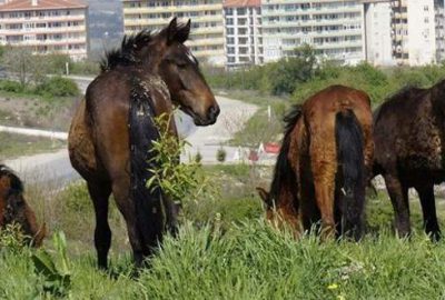 Çobana dudak uçuklatan maaş