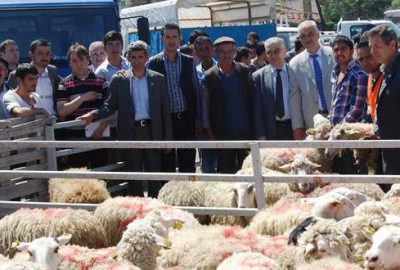 Bursa’da çiftçilere ücretsiz koyun dağıtıldı