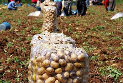 ‘Patatesteki fiyat artışı aracılara yaradı’