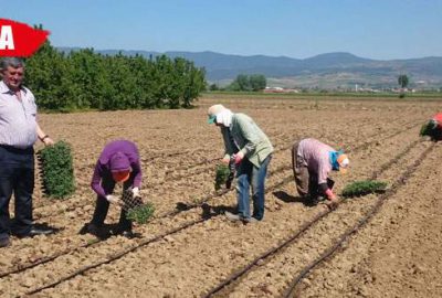 Yenişehir ovasında biber ve domates ekimi başladı