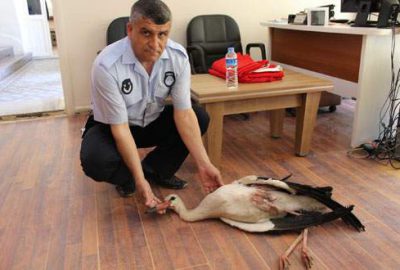 Bursa’da yaralı leyleğin imdadına belediye ekipleri yetişti