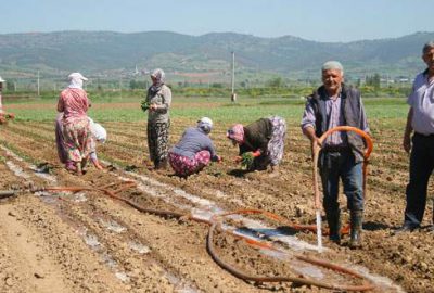 Çiftçi planlı ekim istiyor