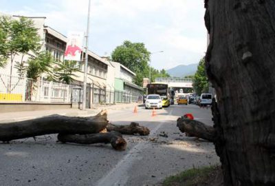 Yola devrilen anıt çınar faciaya neden oluyordu