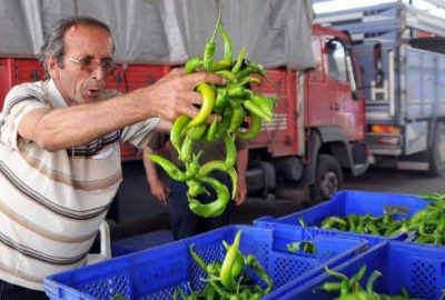 Domates ve biber fiyatı dibe vurdu