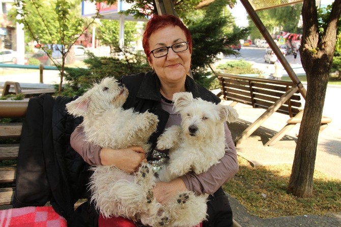 Köpek Sevgisi Evi Terk Ettirdi