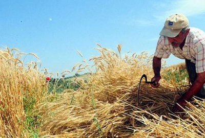 Buğday Çukurova’da üreticinin yüzünü güldürdü