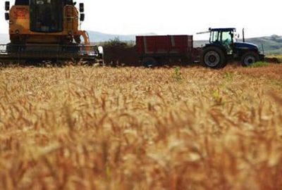 Buğdayda rekolte beklentisi yüksek