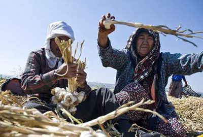 “Araban sarımsağı” Taşköprü’ye rakip