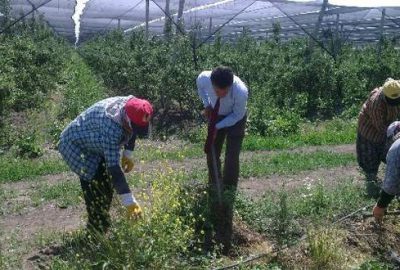 Çiftçi buğday fiyatlarının açıklanmasını bekliyor