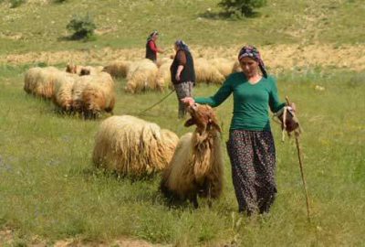 Sertifikalı kadın çobanlar