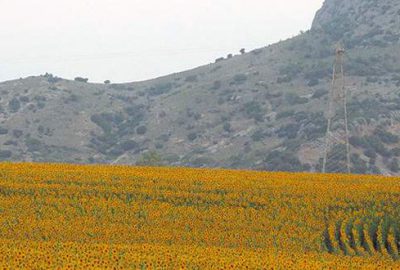 Çukurova ‘sarı’ya büründü