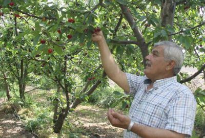 Kiraz yüzleri güldürmedi