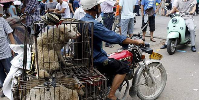 Çin’de ‘köpek yeme’ festivali