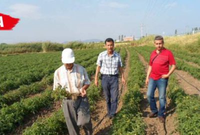 Domates, soğan ve patates üreticisine hastalık uyarısı