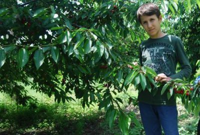 Dağ kirazı dalında kaldı